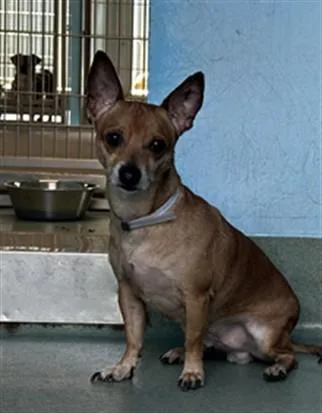 An adult small-sized male Chihuahua dog named A for adoption in Baldwin Park, CA