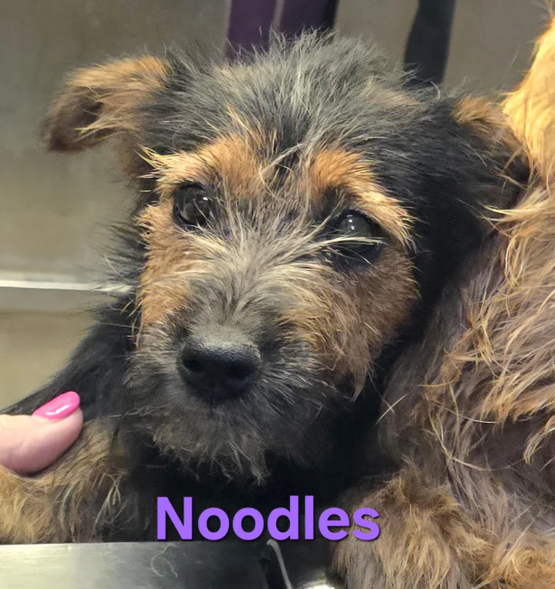 A baby small-sized female Yellow / Tan / Blond / Fawn Cairn Terrier dog named Noodles for adoption in Athens, AL