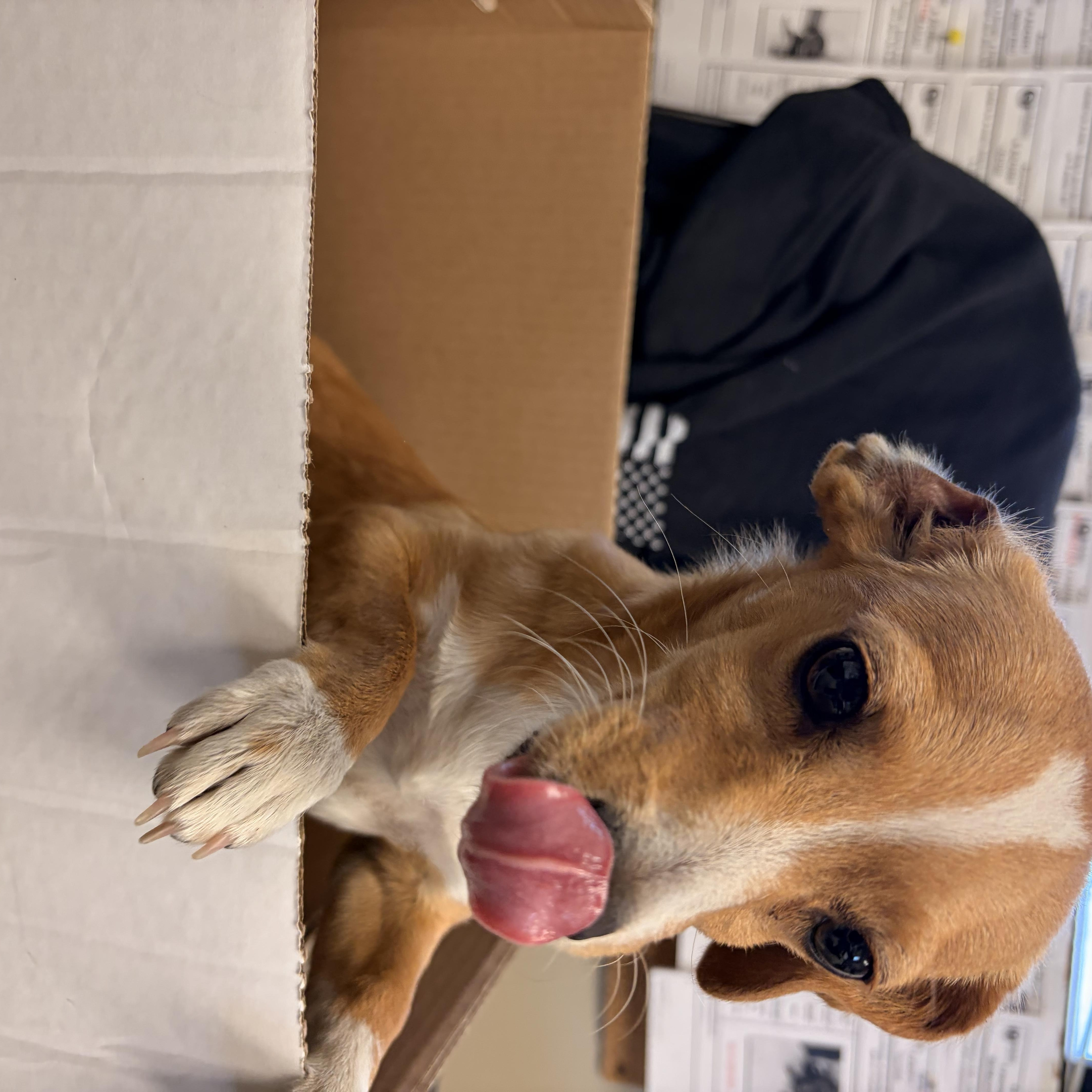 A young small-sized male Chihuahua dog named Tony for adoption in Oakdale, CA