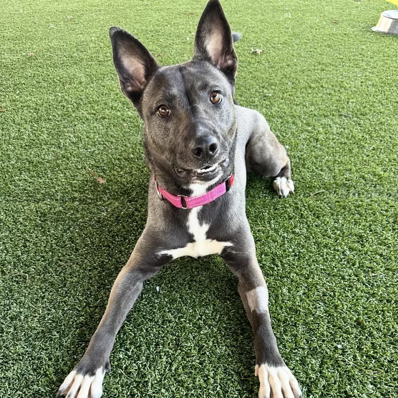 An adult medium-sized female Black Shepherd dog named Mystique for adoption in Eatontown, NJ