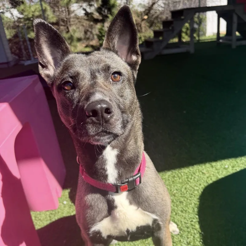 Mystique thumbnail 2