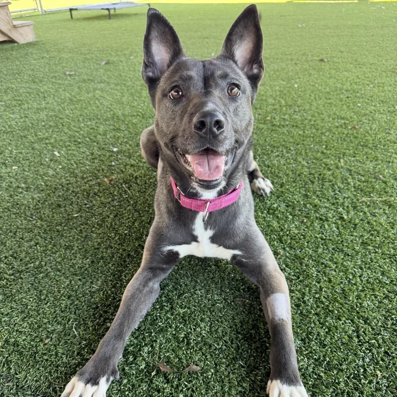 Mystique thumbnail 4