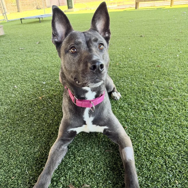 Mystique thumbnail 5