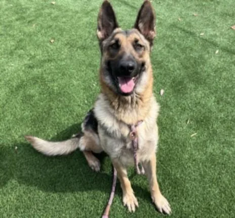 A young large-sized female German Shepherd Dog dog named June for adoption in San Pedro, CA