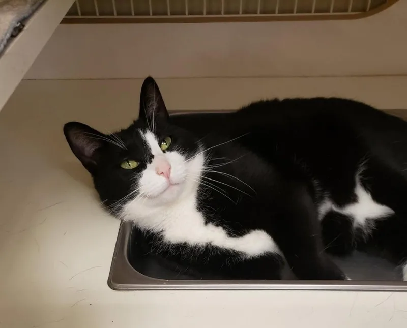 A young small-sized female Tuxedo cat named Rio for adoption in Harrisburg, PA