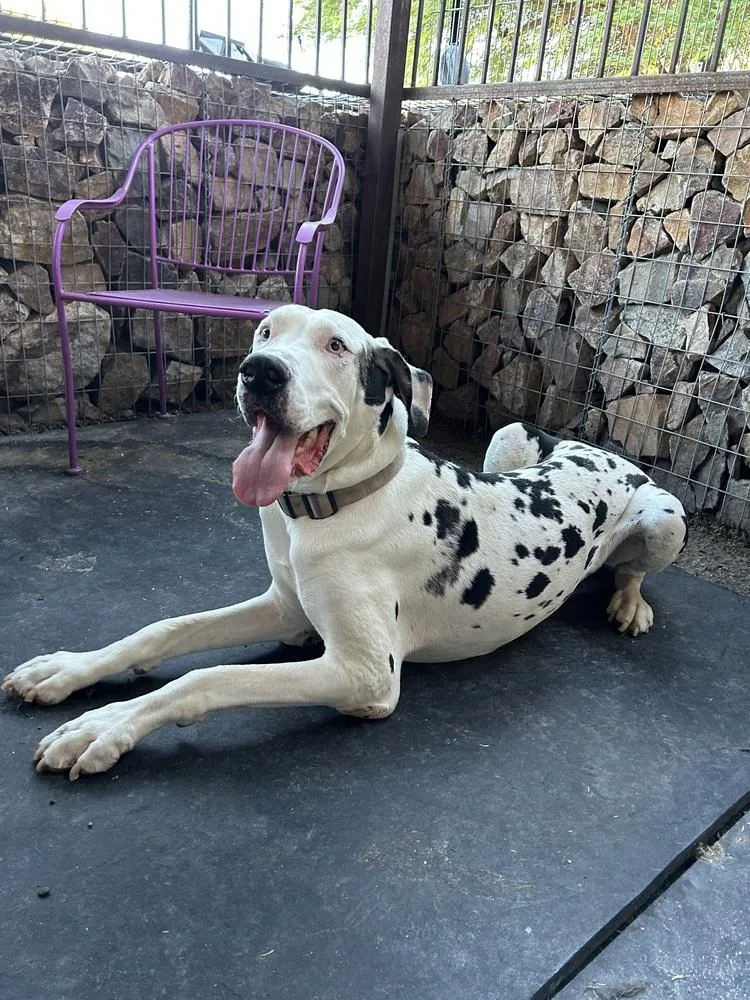 A young large-sized male Tricolor (Brown, Black, & White) Great Dane dog named Ivan for adoption in TUCSON, AZ