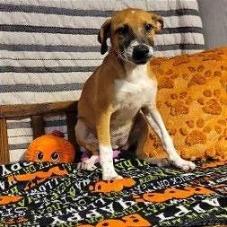 A young medium-sized female Yellow / Tan / Blond / Fawn Mixed Breed dog named Reba for adoption in Binghamton, NY