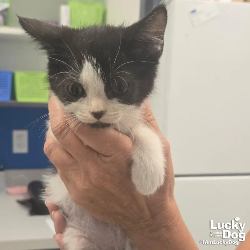 A baby medium-sized male Black & White / Tuxedo Domestic Short Hair cat named Shine for adoption in Washington, DC
