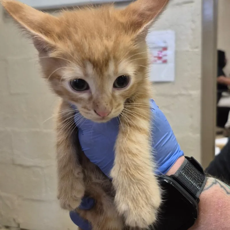 A baby small-sized male Orange / Red Domestic Short Hair cat named Popper for adoption in Birmingham, AL