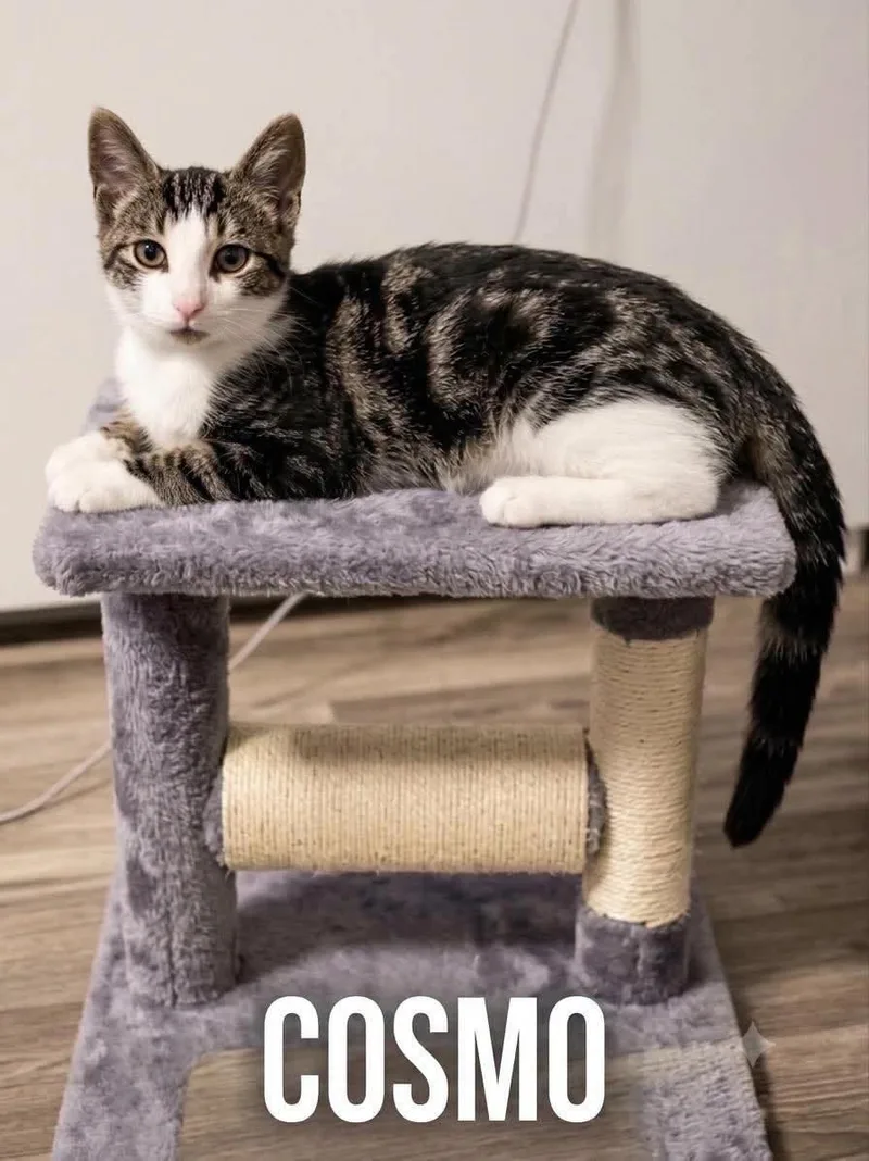 A young medium-sized male Tabby (Gray / Blue / Silver) American Shorthair cat named Cosmo for adoption in Elkland, PA