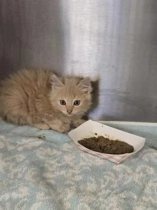 A baby small-sized male Domestic Medium Hair cat named Edger for adoption in Roseville, CA