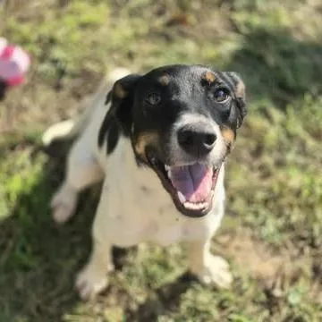 An adult small-sized female White / Cream Mixed Breed dog named Isabel for adoption in Dover, AR
