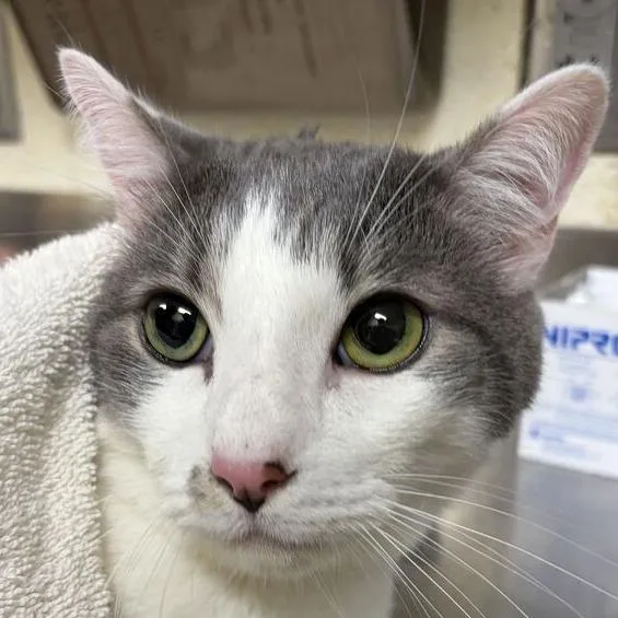 An adult large-sized male Domestic Short Hair cat named Melon for adoption in Asheville, NC