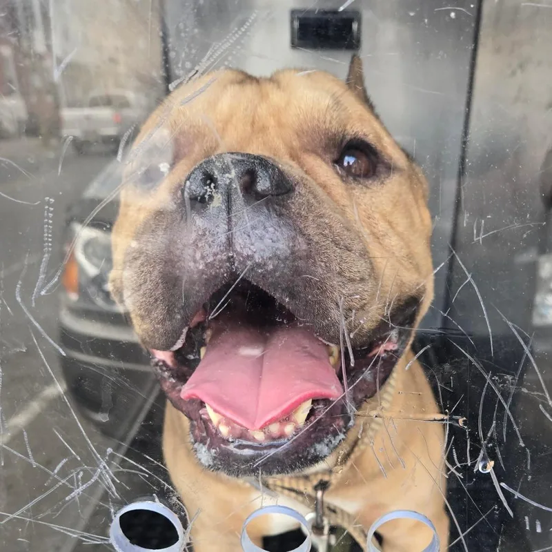 An adult medium-sized male Golden Pit Bull Terrier dog named Lou Lou for adoption in Philadelphia, PA