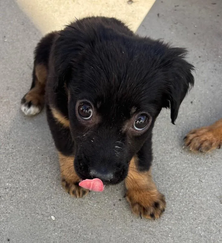 A baby medium-sized female Black German Shepherd Dog dog named Emerald for adoption in Van Nuys, CA
