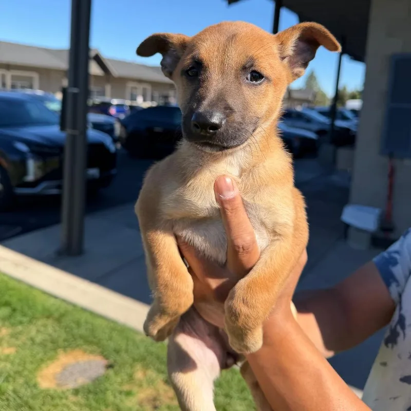 A baby medium-sized female Red / Chestnut / Orange Mixed Breed dog named Bonnie for adoption in Bend, OR