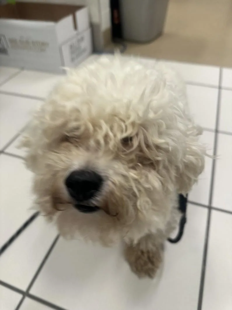 An adult small-sized female Bichon Frise dog named Paisley for adoption in Derwood, MD