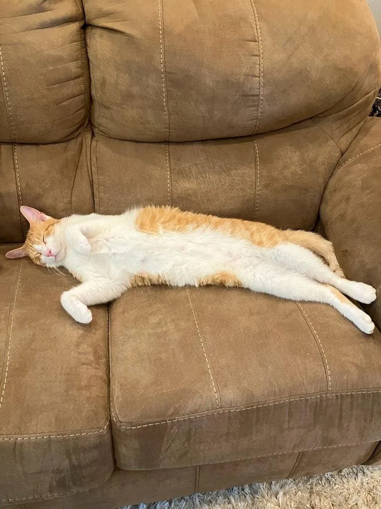 A young large-sized male Domestic Short Hair cat named Peach for adoption in O'Fallon, MO