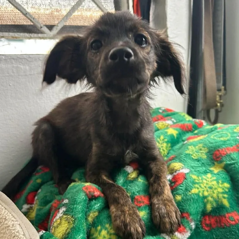 A baby small-sized male Brindle Spaniel dog named Spike for adoption in Carmel, NY