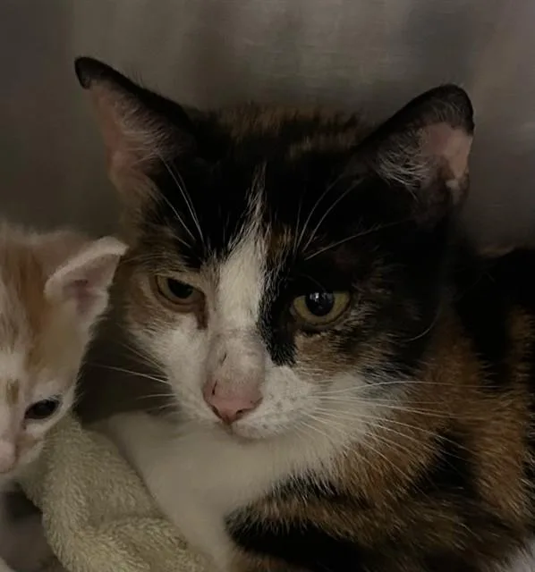 A young medium-sized female Domestic Short Hair cat named Phish Food for adoption in Statesville, NC
