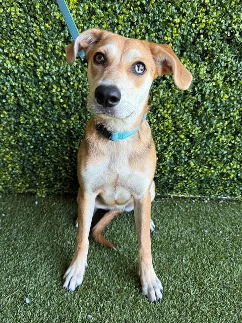 A young medium-sized female Beagle dog named Magnolia for adoption in Naples, FL