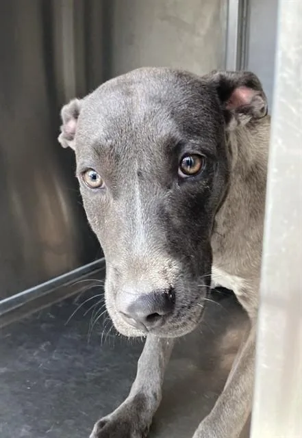 A young medium-sized female Mixed Breed dog named Lola for adoption in Dallas, TX