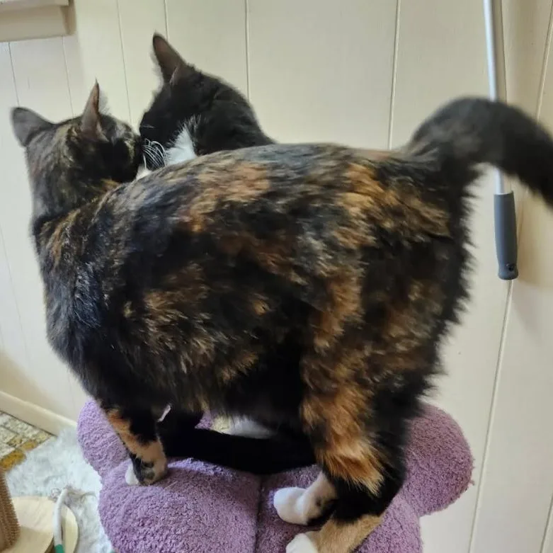 Bootsie & Betty thumbnail 4