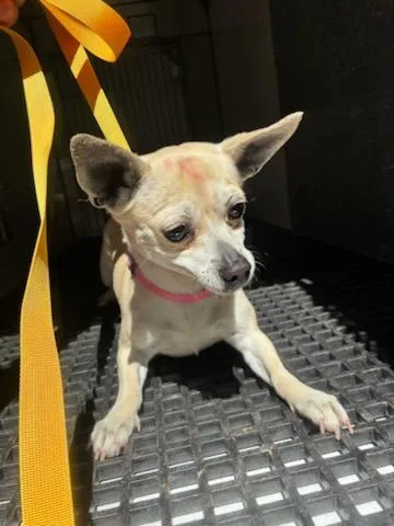 An adult medium-sized female Chihuahua dog named Lenchis for adoption in Winder, GA
