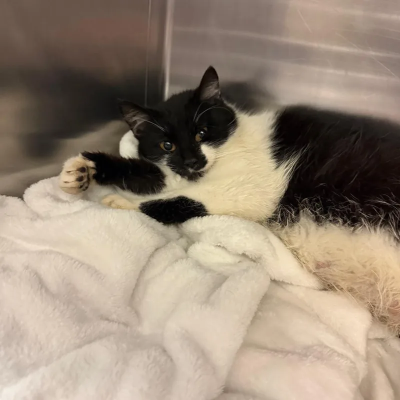 An adult medium-sized female Black Domestic Short Hair cat named Mayonnaise for adoption in Charlottesville, VA