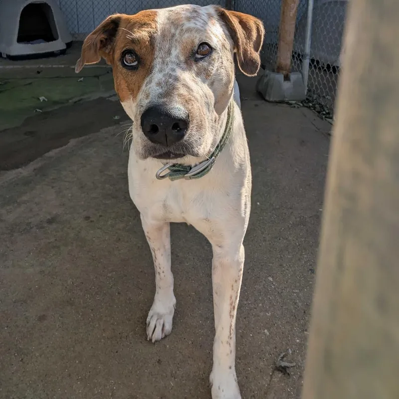 A senior medium-sized male Mixed Breed dog named Jimmy for adoption in Jefferson city, TN