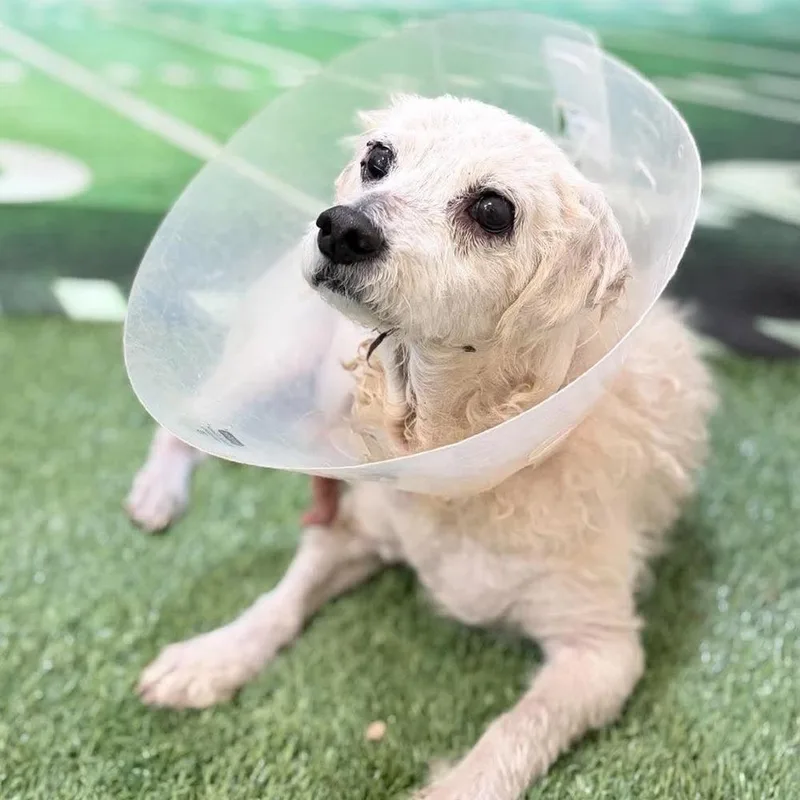 An adult small-sized female Terrier dog named Sasha Aurora for adoption in Long Island City, NY