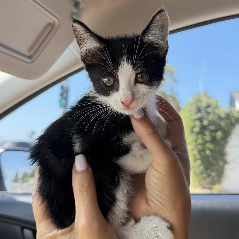 A baby small-sized male Black Domestic Short Hair cat named Mikey for adoption in Long Beach, CA