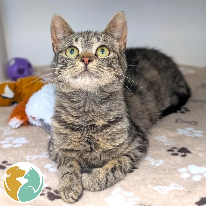 A young small-sized female Brown / Chocolate Domestic Short Hair cat named Strawberry for adoption in Toledo, OH