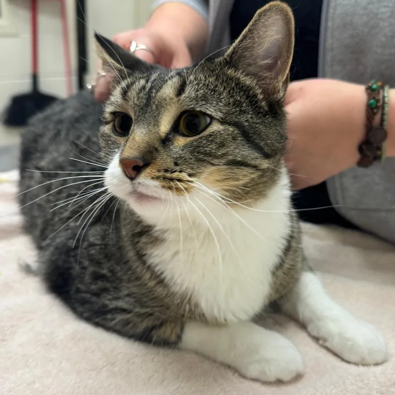An adult large-sized male Gray / Blue / Silver Domestic Short Hair cat named Axel for adoption in Murray, UT