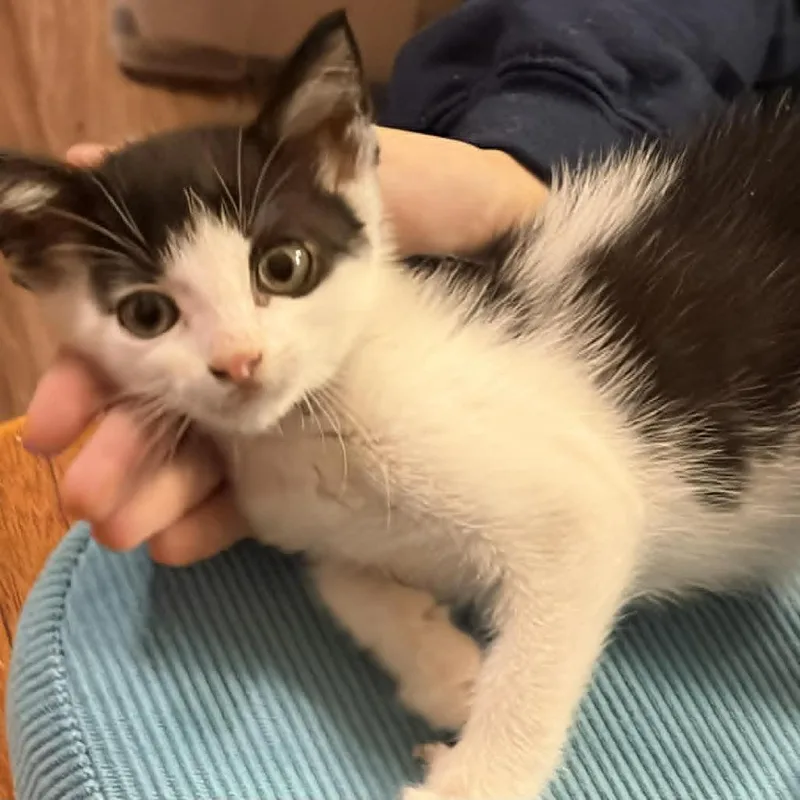 A baby medium-sized male Black & White / Tuxedo Domestic Short Hair cat named Desmond for adoption in Beulaville, NC