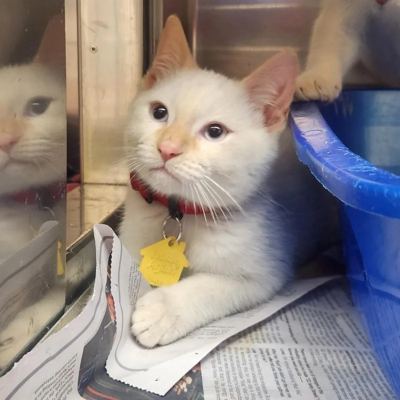 A baby small-sized male Flame Point Domestic Short Hair cat named Plutarch for adoption in Springfield, MA