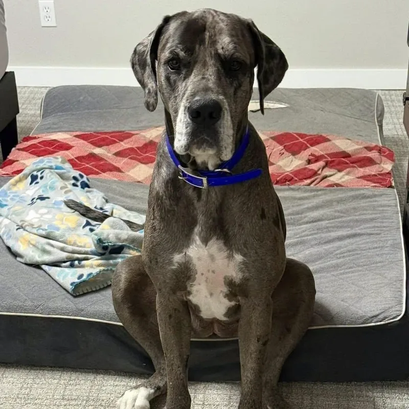 An adult extra large-sized female Great Dane dog named Athena for adoption in Bullard, TX