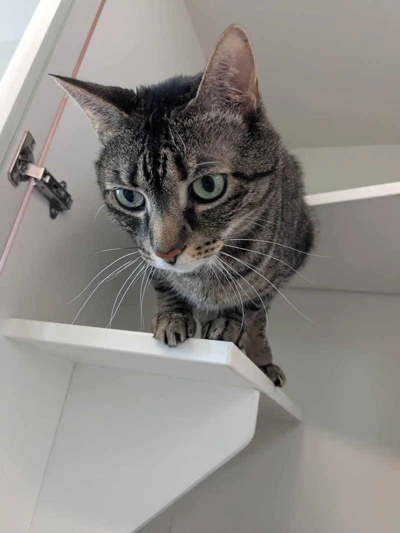 A senior large-sized male Tabby (Gray / Blue / Silver) Domestic Short Hair cat named Enzo for adoption in Evanston, IL