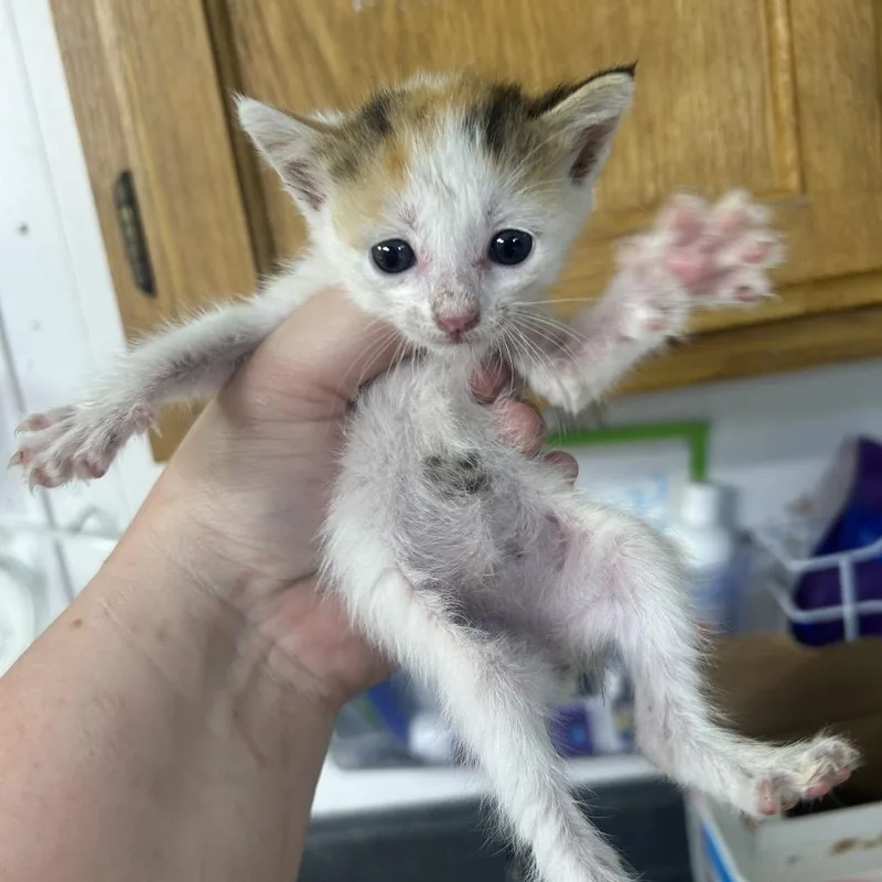 A baby small-sized female Calico Domestic Short Hair cat named Cal for adoption in Leander, TX