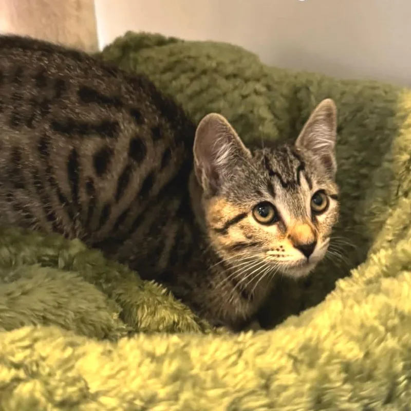 A baby small-sized female Domestic Short Hair cat named Anjou for adoption in Cumming, GA