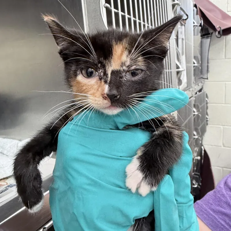 A baby small-sized female Calico Domestic Short Hair cat named Carrie for adoption in Auburn, AL