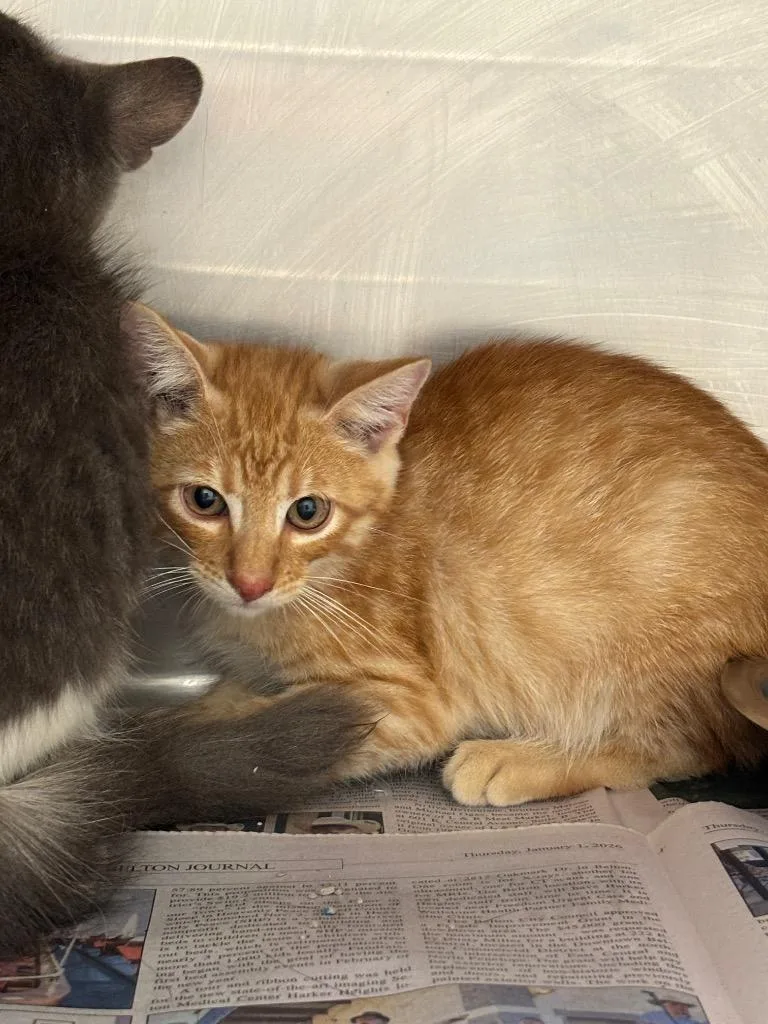 A baby medium-sized male Domestic Short Hair cat named Bucky for adoption in Belton, TX