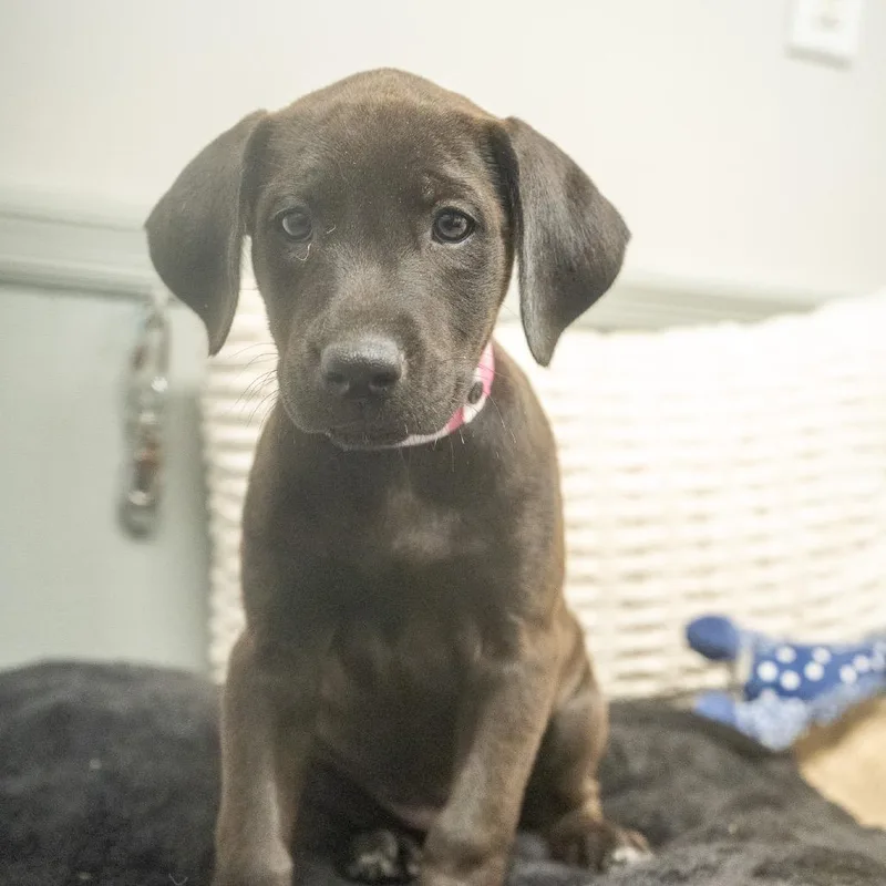 A baby medium-sized female Labrador Retriever dog named Sasafrass for adoption in Pawling, NY