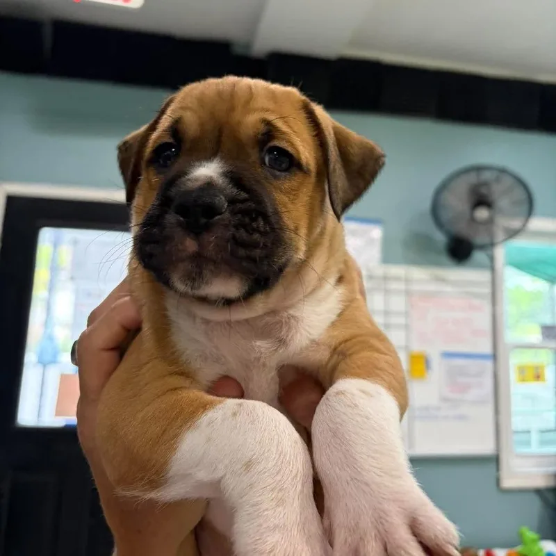 A baby medium-sized male Terrier dog named Porter for adoption in Seminole, FL