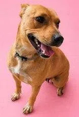 An adult medium-sized female Carolina Dog dog named Elsie for adoption in Hilton Head Island, SC
