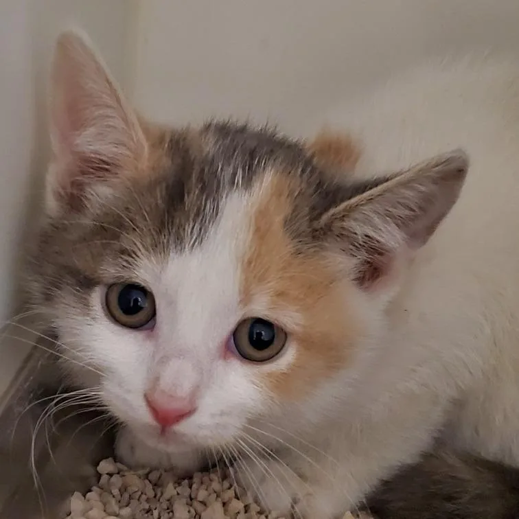 Sahara