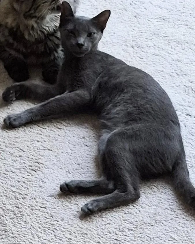 A young medium-sized male Domestic Short Hair cat named Ashe for adoption in Clayton, NC