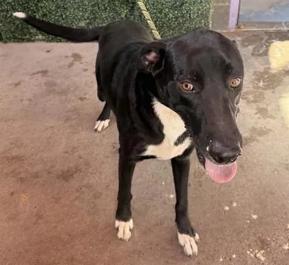 A young large-sized male Black Retriever dog named Chancellor Cheese for adoption in El Paso, TX