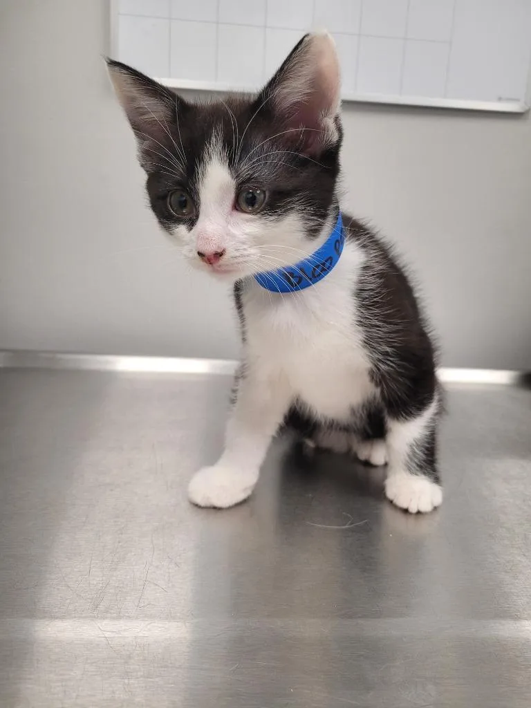 A baby small-sized male Domestic Short Hair cat named Blooper for adoption in Angola, IN