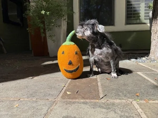 Lady Pablo thumbnail 3